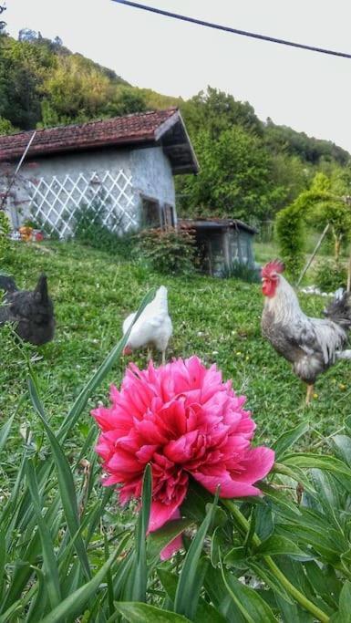 Casa Nella Natura Il Risveglio Degli Elfi Pedavena Εξωτερικό φωτογραφία